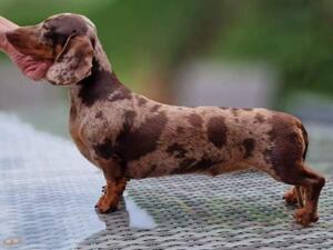 Lilly as a 1 year old