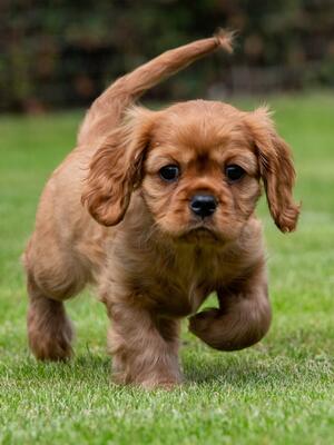 MILLPOINT CAVALIER PUPPY