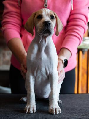 Cassie 6 weeks (still available)