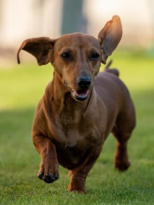 Copper (Mum)