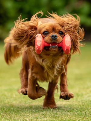 RUBY AT PLAY