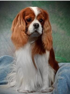 Sire USA GRAND CH TORAYLAC HERE'S HUGO ROM
