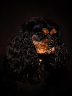 VIOLET all grown up