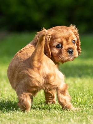 RUBY AS A PUPPY