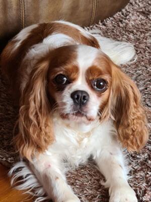 OLIVE almost 5 years old still GREEN Heart Doppler