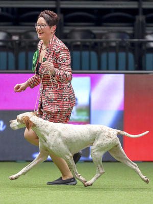 ROSIE BEST OF BREED CRUFTS 2019!!