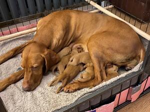 Grace and Puppies