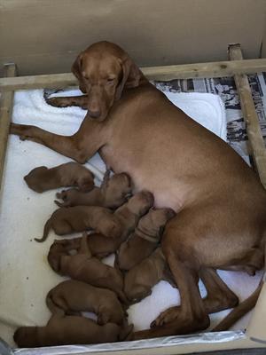 Grace - Hookside Nadsip with puppies