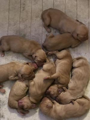 Puppies 2020