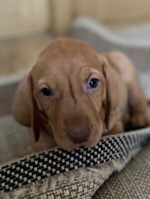 Female Puppy