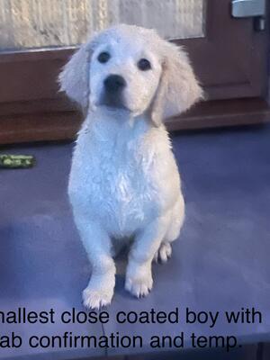 Scamp, excellent confirmation cheeky temp.