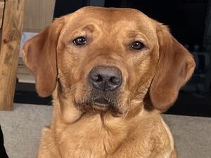 Beautiful in looks and nature