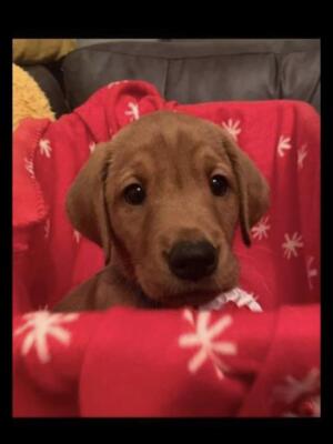 Piperness Russet Rebel