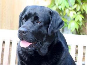 Tony ( Sh Ch Lembas Maui )
