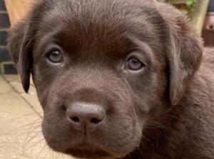 Chocolate boy
