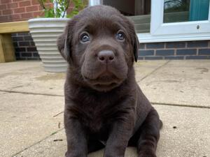 Chocolate boy
