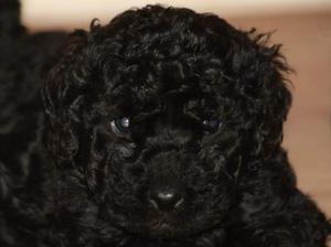 Loli at 6 weeks