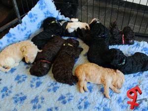 Loli's litter aged 3 weeks