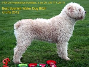 Lita with the wind in her hair after Crufts 2012!