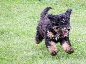 Black and tan, long tail, Arto
