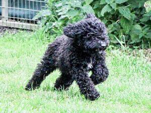 Black bobtail, Manni