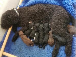 1 Day old