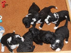 The litter aged 3 weeks