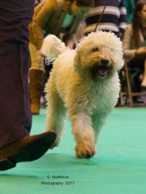 Pasi at Crufts 2017