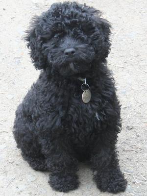 Loli at around 10 weeks, so serious!