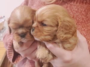 Ruby Dogs
