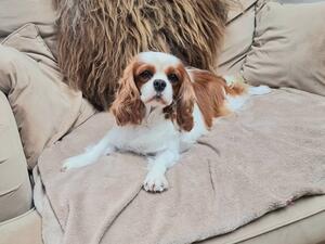 Our gorgeous Flo 🌸