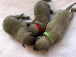 Gelda’s pups