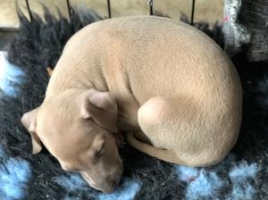 Fawn puppy