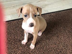 Pups 2 weeks old