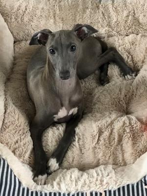 Dog puppy available