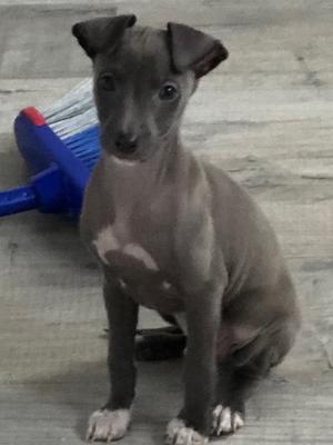 7 weeks