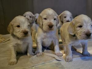 Previous litter - same parents as this litter