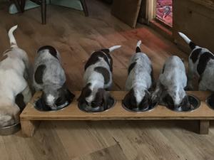 previous pups at six weks
