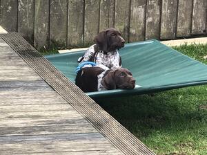 Mum with Puppy’s