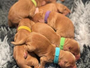 Puppies