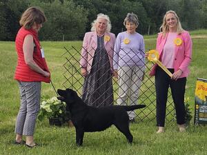 Llanstinan Black Satin (Lola)