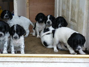 Puppies