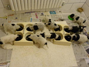 Puppies scoffing