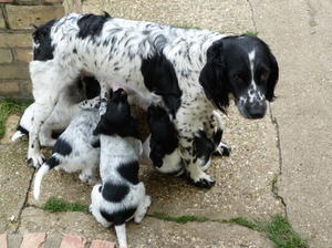 Bonnie feeding puppies