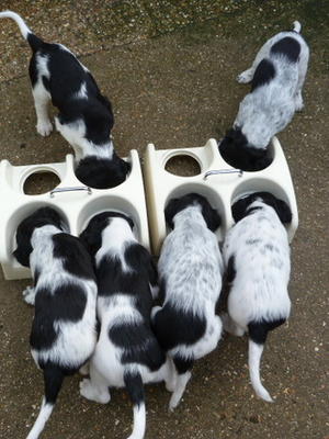 Puppies munching