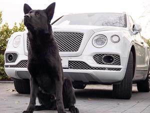 Thor (Unkas Black Chabet)