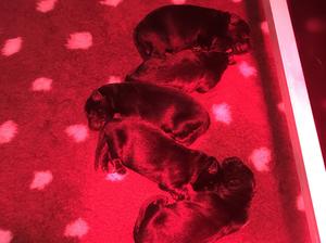 Geordie x Thor litter - 24 hours old