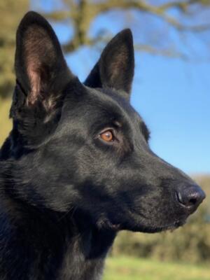 Volpenera Aoife (operational police dog and brood)