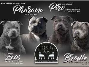 Our stud dogs