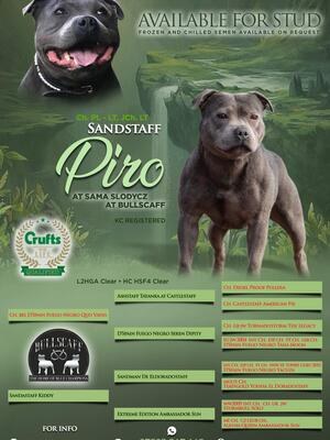 Sandastaff Piro at Sama Slodycz at Bullscaff